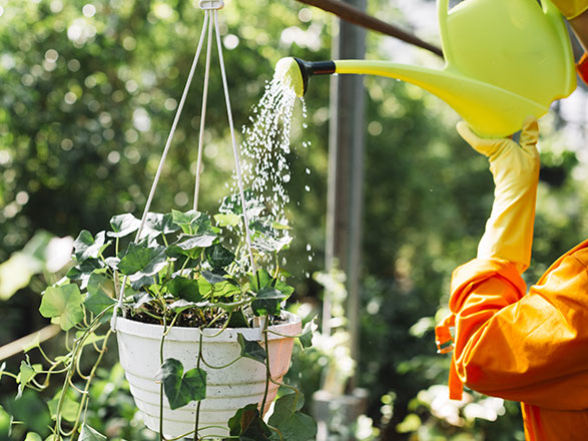 Urban gardening avagy gyümölcs-, zöldség- és virágtermesztés az erkélyen