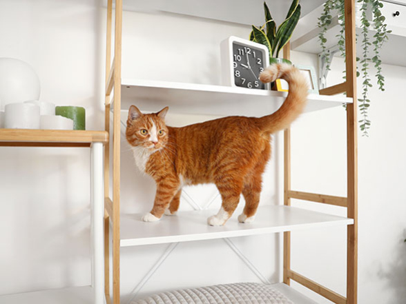 Hogyan kell a szekrényt biztosítani borulás ellen 